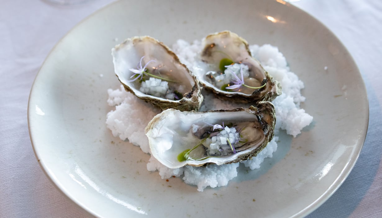 Oysters on a plate